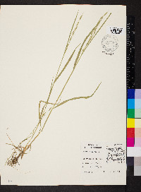 Bromus racemosus image