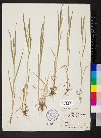 Bromus racemosus image