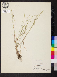 Bromus racemosus image