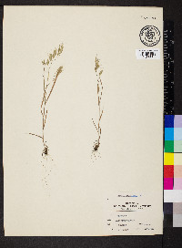 Bromus racemosus image