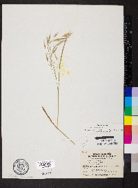 Bromus racemosus image