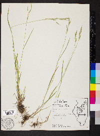 Bromus racemosus image