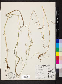 Bromus racemosus image