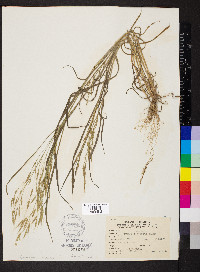 Bromus racemosus image