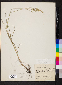 Bromus racemosus image