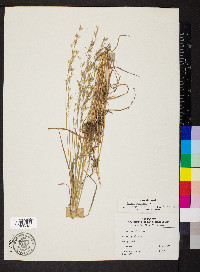 Bromus racemosus image