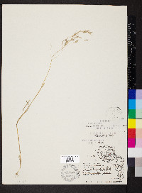 Bromus racemosus image