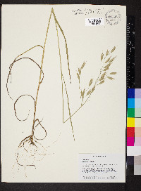 Bromus racemosus image