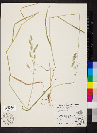 Bromus racemosus image