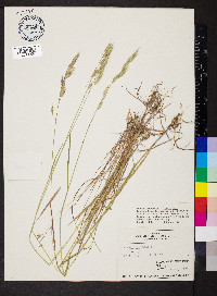 Bromus racemosus image