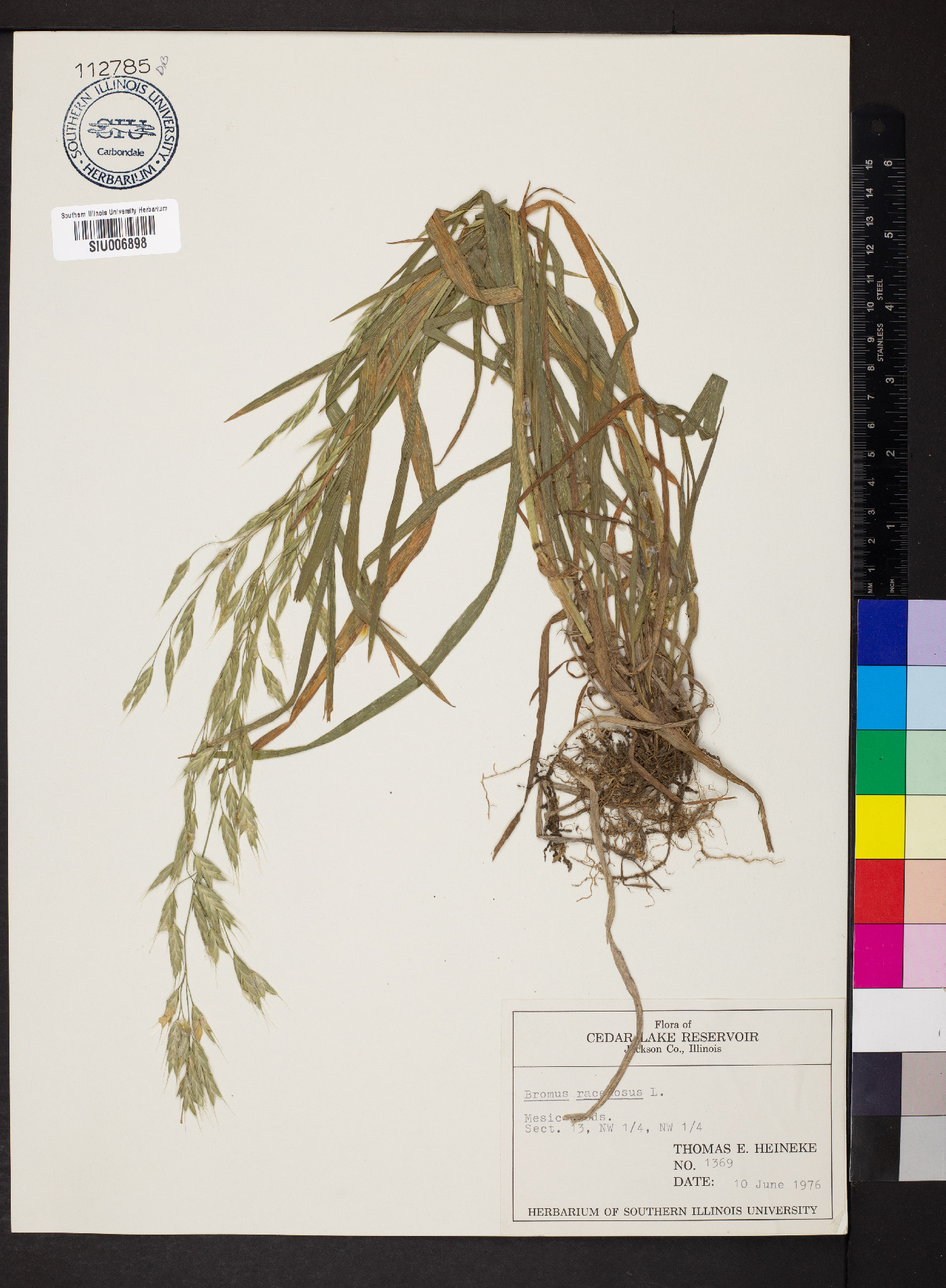 Bromus racemosus image