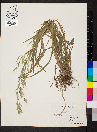 Bromus racemosus image