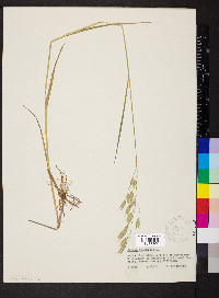 Bromus racemosus image