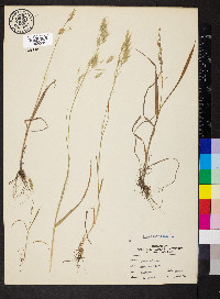 Bromus racemosus image