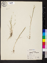 Bromus racemosus image