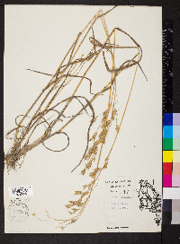 Bromus secalinus image