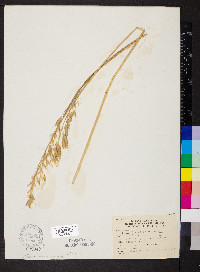 Bromus secalinus image