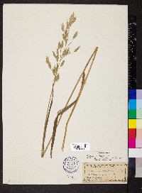 Bromus secalinus image