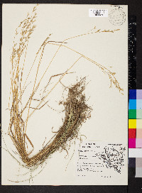 Bromus secalinus image