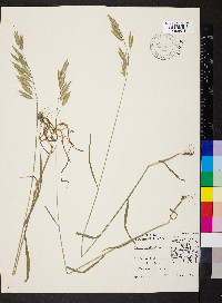 Bromus secalinus image