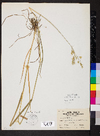 Bromus secalinus image