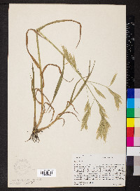 Bromus carinatus image