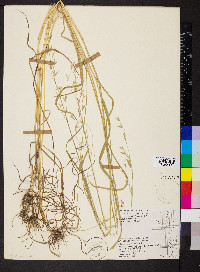 Bromus arvensis image