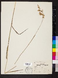 Bromus kalmii image