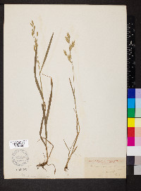 Bromus racemosus image