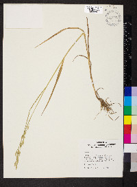 Bromus racemosus image