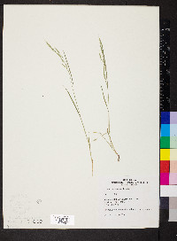 Bromus commutatus image