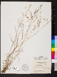 Bromus commutatus image