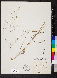 Bromus commutatus image