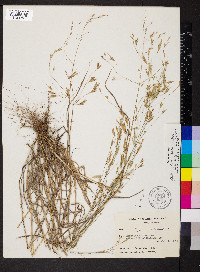 Bromus commutatus image