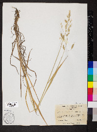 Bromus commutatus image