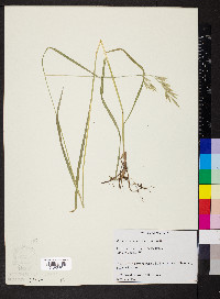 Bromus anomalus image