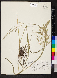 Bromus anomalus image