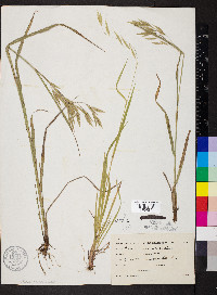 Bromus anomalus image