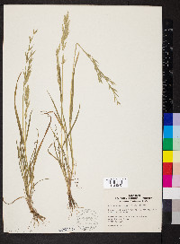 Bromus arizonicus image