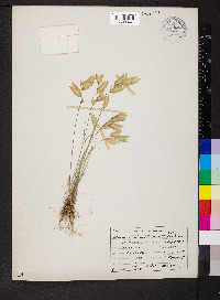 Bromus briziformis image