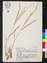 Bromus catharticus image