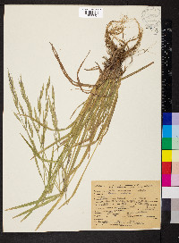 Bromus carinatus image