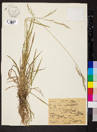 Bromus carinatus image