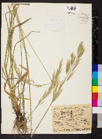 Bromus carinatus image