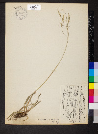 Bromus carinatus image