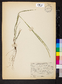 Bromus carinatus image