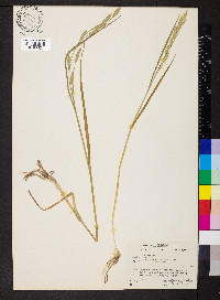 Bromus catharticus image