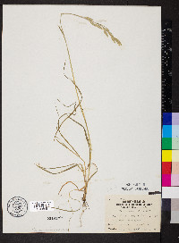 Bromus catharticus image