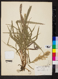 Agrimonia pubescens image