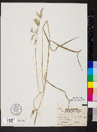 Bromus racemosus image